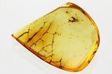 Fossil Wasp (Bethylidae) In Baltic Amber #352718-1